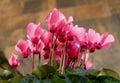 Pink cyclamen on pot Royalty Free Stock Photo
