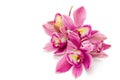 Pink cymbidium orchid isolated on white background Royalty Free Stock Photo