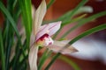 pink cymbidium