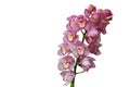 Pink cymbidium orchids plant tropical flower isolated on white b