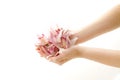 Pink cymbidium petals in hands