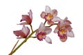 Pink Cymbiudium Orchids with Green Stem on White Background Royalty Free Stock Photo