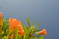 Pink Cyprus flowers against the blue sky Royalty Free Stock Photo