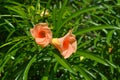 Pink Cyprus flowers Pink Cyprus flowers. Royalty Free Stock Photo