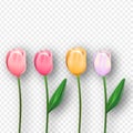 Pink 3d isolated tulip spring flower set Royalty Free Stock Photo
