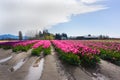 Pink Daffodil Tulip Flower Farm Royalty Free Stock Photo
