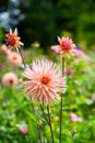 Pink Dahila pinnate or - garden dahlia. Summer garden flowers in bloom. Royalty Free Stock Photo