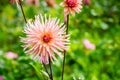 Pink Dahila pinnate or - garden dahlia. Summer garden flowers in bloom. Royalty Free Stock Photo