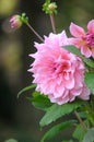 Pink Dahlia Royalty Free Stock Photo