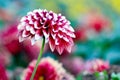 Pink Dahlia Royalty Free Stock Photo