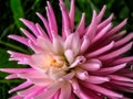 Pink Dahlia Aitara Caress flower close up