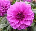 Pink dahlia. Autumn flowers. Dahlia close-up.