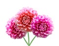 Pink Dahlia Autumn flowers isolated on white Royalty Free Stock Photo