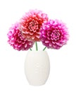 Pink Dahlia Autumn flowers on vase isolated on white Royalty Free Stock Photo