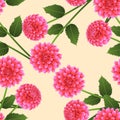 Pink Dahlia on Beige Ivory Background. Mexico`s national flower. Vector Illustration