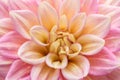 Pink dahlia in bloom in a garden