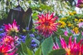 Pink dahlia bloomed in a large flower bed Royalty Free Stock Photo