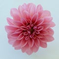 Round  pink dahlia blossom Royalty Free Stock Photo