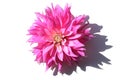 Pink dahlia bud on white background Royalty Free Stock Photo