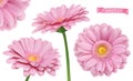 Pink Dahlia. Chamomile flowers 3d vector realistic set