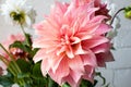 Pink dahlia close up