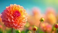 Pink dahlia field in the spring with beautiful sunlight. Beautiful field with pink and yellow dahlia flowers, 4k video