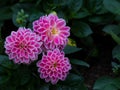 Pink Dahlia Figaro flower in garden