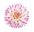 Pink Dahlia Flower Royalty Free Stock Photo