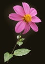 Pink dahlia flower Royalty Free Stock Photo