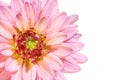Pink dahlia flower Royalty Free Stock Photo