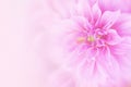 Pink dahlia flower background in soft tone with copy space