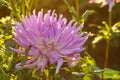 Pink dahlia flower on the bush closeup Royalty Free Stock Photo