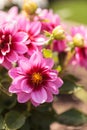 Pink Dahlia flower called Fascination Royalty Free Stock Photo