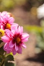 Pink Dahlia flower called Fascination Royalty Free Stock Photo