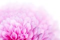 Pink Dahlia flower Royalty Free Stock Photo