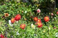 Red dahlia flowers Royalty Free Stock Photo