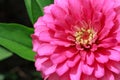 Pink Dahlia Flower Closeup in Sunlight Royalty Free Stock Photo