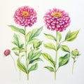 Pink Watercolor Dahlia Painting With Green Leaves