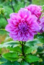 Pink Dahlia flower with dew drops Royalty Free Stock Photo