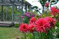 Pink dahlia flower garden Royalty Free Stock Photo