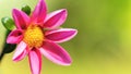 Pink dahlia flower high resolution macro photo with copy space. Dahlia inflorescence with stamens closeup banner Royalty Free Stock Photo