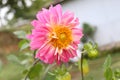 Pink Dahlia flower in the Himalayas mountain Royalty Free Stock Photo