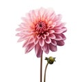 Pink dahlia flower isolated on white background with clipping path. Ai generator Royalty Free Stock Photo