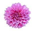 Pink Dahlia flower isolated on white background, clipping path Royalty Free Stock Photo