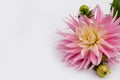 Pink dahlia flower isolated on white background