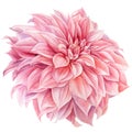 Pink dahlia flower isolated white background, watercolor botanical painting, delicate flowers