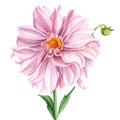 Pink dahlia flower on isolated white background, watercolor illustration, greeting card, botanical illustration Royalty Free Stock Photo