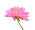 Pink Dahlia flower