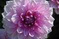 Dahlia, Lilac Time, beautiful pink flower