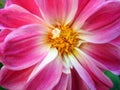 Pink dahlia flower, Lithuania Royalty Free Stock Photo